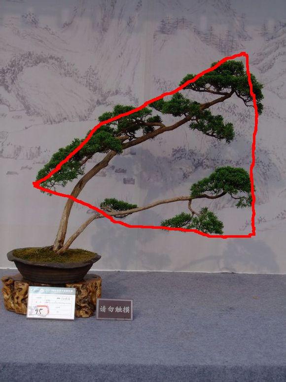 盆景造型初入門，掌握住幾個要點，然後是慢慢進化，耐心是關鍵