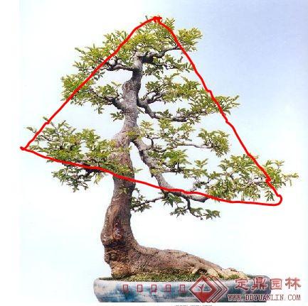 盆景造型初入門，掌握住幾個要點，然後是慢慢進化，耐心是關鍵
