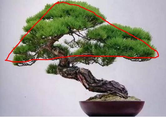 盆景造型初入門，掌握住幾個要點，然後是慢慢進化，耐心是關鍵