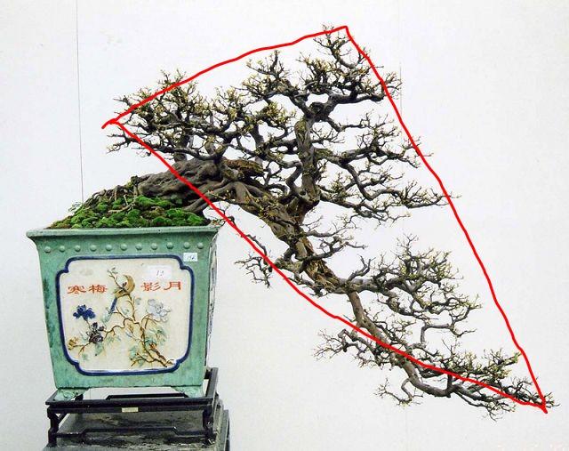盆景造型初入門，掌握住幾個要點，然後是慢慢進化，耐心是關鍵