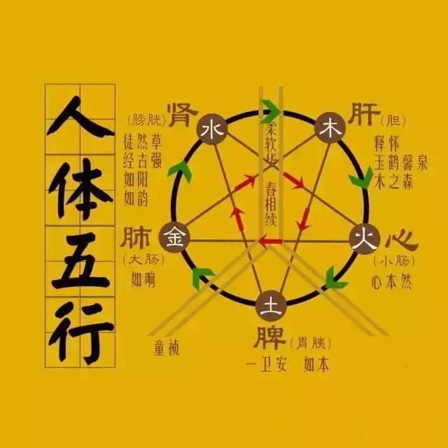 五臟常見虛勞症（陰、陽、氣、血）的調理法！收了吧！