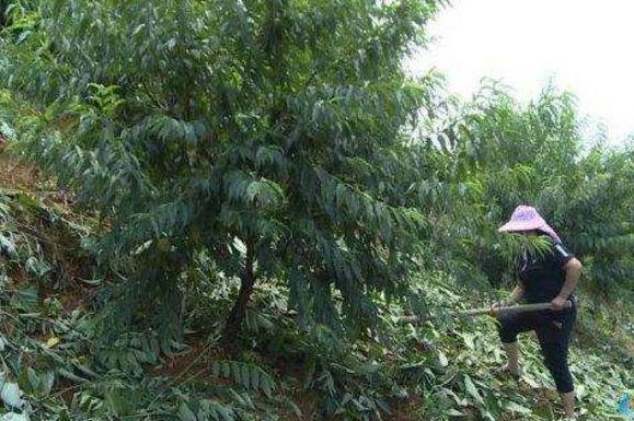 孩子偷桃子被狗咬，家屬索賠獅子大開口，果農一句話竟讓對方連連道歉