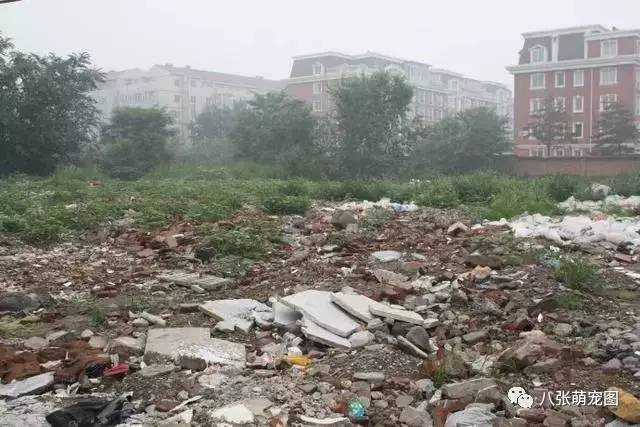 出去散步遇到一隻「醜陋的狗狗」，把牠帶回家！一年後竟有人出50000搶著買！