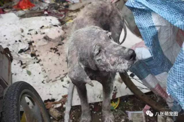 出去散步遇到一隻「醜陋的狗狗」，把牠帶回家！一年後竟有人出50000搶著買！