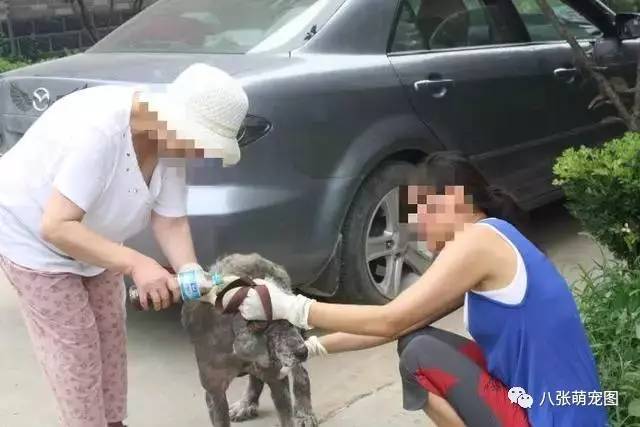 出去散步遇到一隻「醜陋的狗狗」，把牠帶回家！一年後竟有人出50000搶著買！