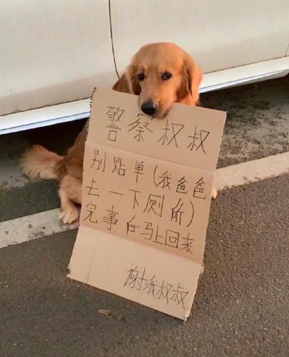 主人去上廁所，讓金毛在原地看車，狗：我為這個家付出太多 
