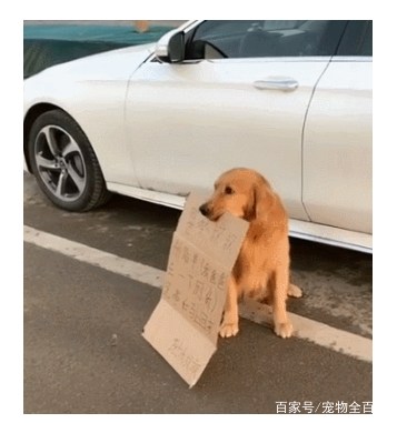 主人去上廁所，讓金毛在原地看車，狗：我為這個家付出太多 