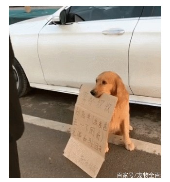 主人去上廁所，讓金毛在原地看車，狗：我為這個家付出太多 