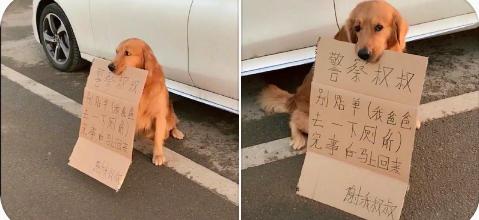主人去上廁所，讓金毛在原地看車，狗：我為這個家付出太多 