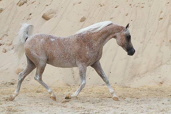 一頭秀髮比人類還飄逸　15隻「美到能直接拍廣告」的巨星級馬兒
