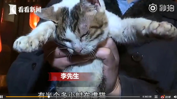 [禽獸]用條狀物狠打30分鐘！　店貓大小便失禁、頭骨折變形 