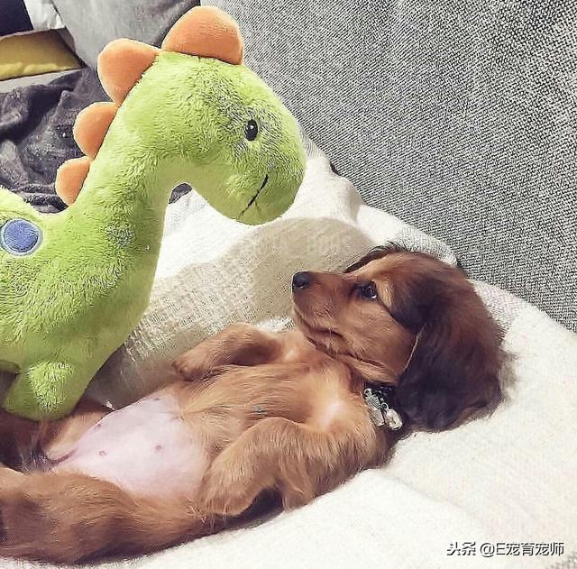 才不只是你們人類才會抱著玩偶睡覺覺呢！