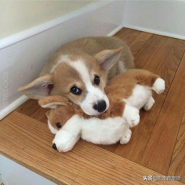 才不只是你們人類才會抱著玩偶睡覺覺呢！