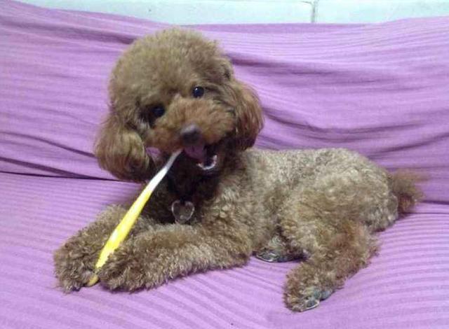 泰迪能活多久10-15歲？7招延長狗狗壽命