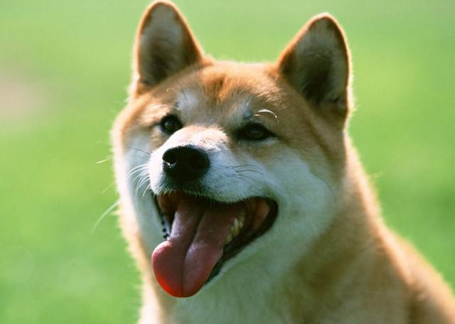 狗狗出現這四種行為，說明它實在太無聊了，快去陪它玩吧