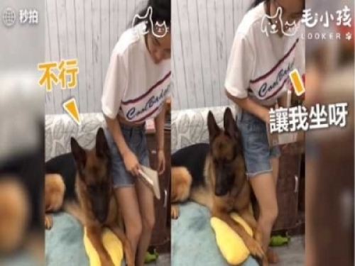 當有人要惡整主人時 貼心大汪竟然用小萌手要阻擋 網友:「沒白養了！」
