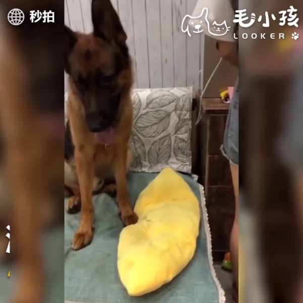 當有人要惡整主人時 貼心大汪竟然用小萌手要阻擋 網友:「沒白養了！」