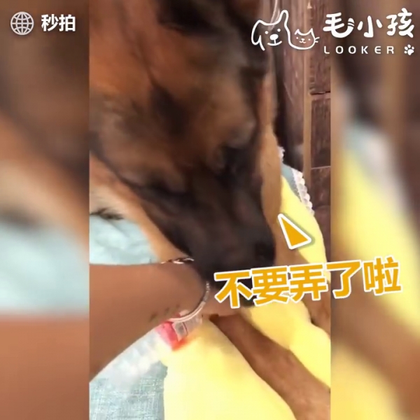 當有人要惡整主人時 貼心大汪竟然用小萌手要阻擋 網友:「沒白養了！」