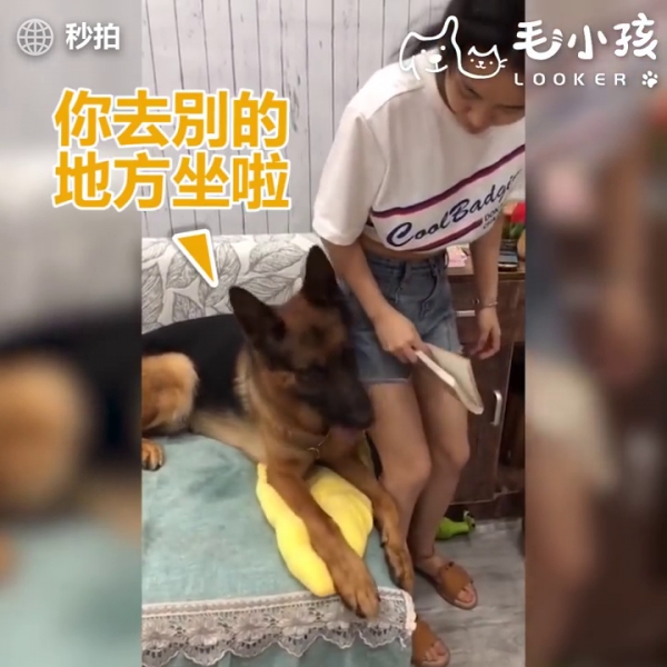 當有人要惡整主人時 貼心大汪竟然用小萌手要阻擋 網友:「沒白養了！」