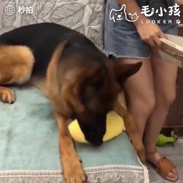 當有人要惡整主人時 貼心大汪竟然用小萌手要阻擋 網友:「沒白養了！」