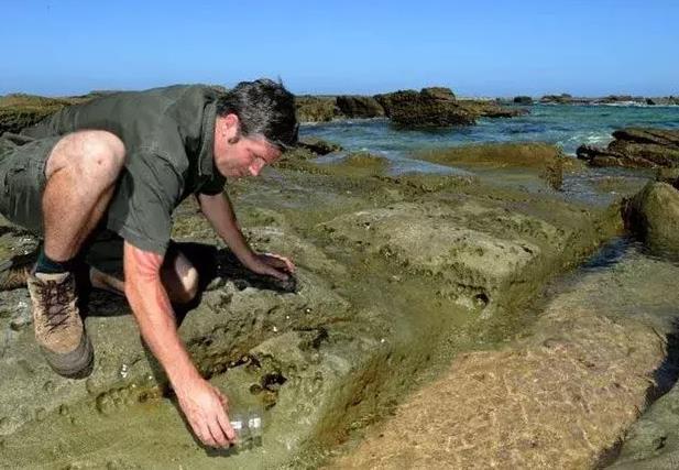 男子海邊散步發現「怪異生物」，拍照詢問網友後，趕緊把它扔了 