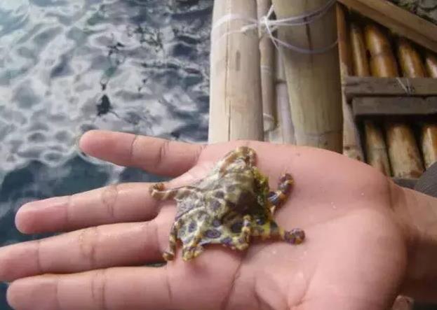 男子海邊散步發現「怪異生物」，拍照詢問網友後，趕緊把它扔了 