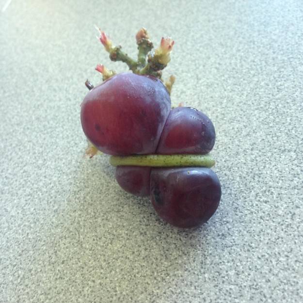19個會讓你的大腦完全無法理解的超WTF食物XDXD