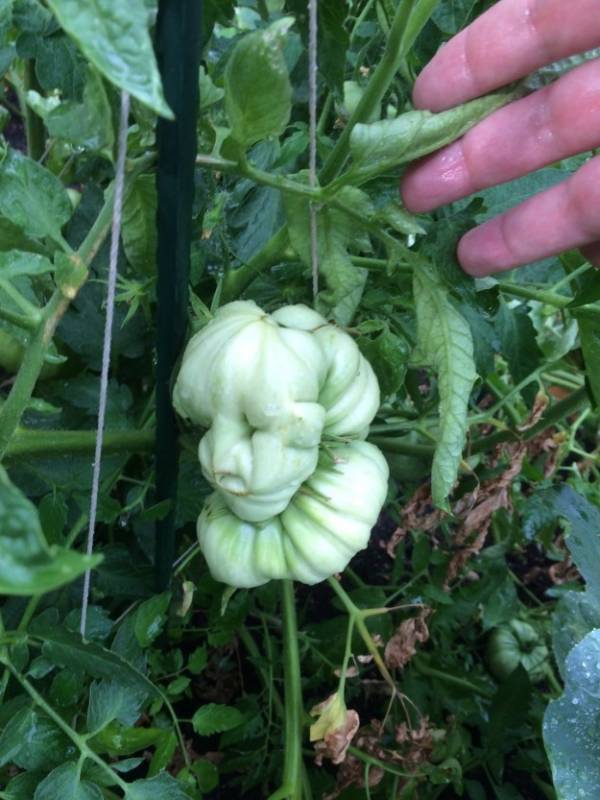 19個會讓你的大腦完全無法理解的超WTF食物XDXD