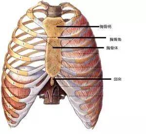 1個動作滾動30次，放鬆全身肌肉，頸椎不酸了，腰椎不疼了