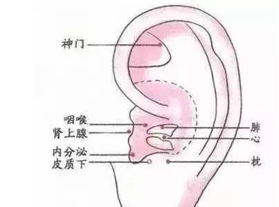 止咳點在手及腳上都有，只要按的對，5分鐘見效。