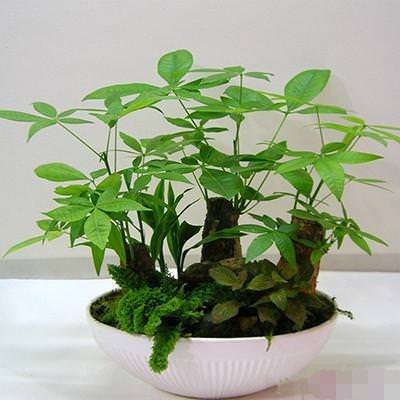 花店老闆打死都不會透露的澆水秘訣，真的很管用！ 