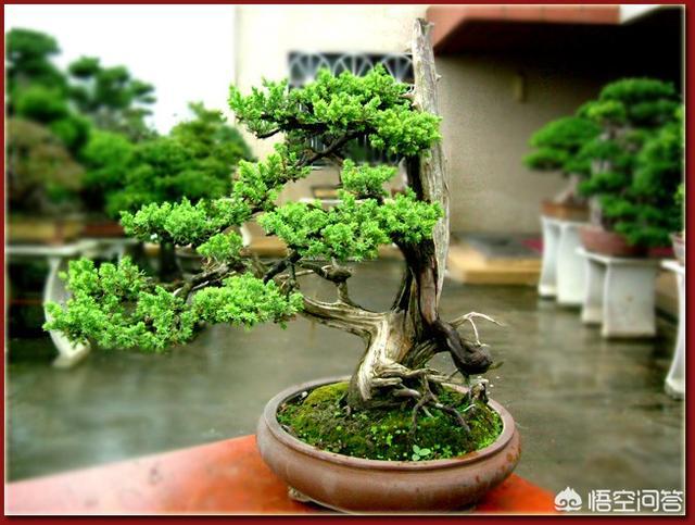 一棵其貌不揚的柏樹樁如何做成盆景？ 