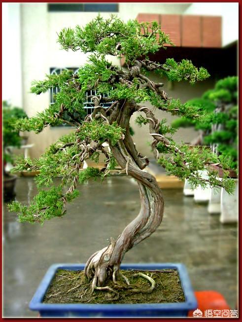 一棵其貌不揚的柏樹樁如何做成盆景？ 