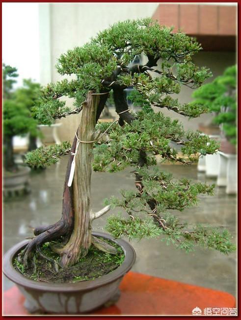 一棵其貌不揚的柏樹樁如何做成盆景？ 