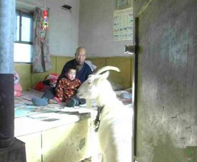 小女孩剛出世便失去媽媽 ，爺爺捨不得把她送人，找來母羊「喂奶」，結果母羊剛湊上去，奇蹟發生了！ 