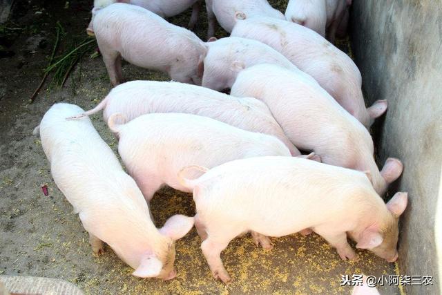 老母豬把小老虎當孩子喂養，老虎長大後這樣對待母豬