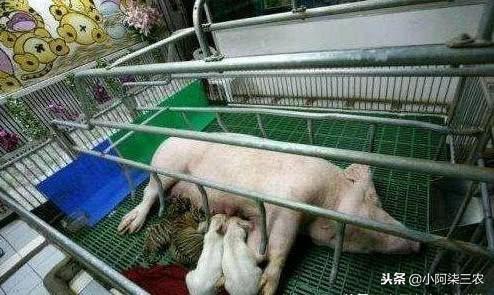 老母豬把小老虎當孩子喂養，老虎長大後這樣對待母豬