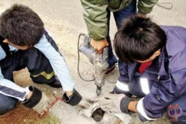 受虐狗狗「被人罐水泥」動彈不得！露出一顆頭眼神無助：我做錯了什麼？