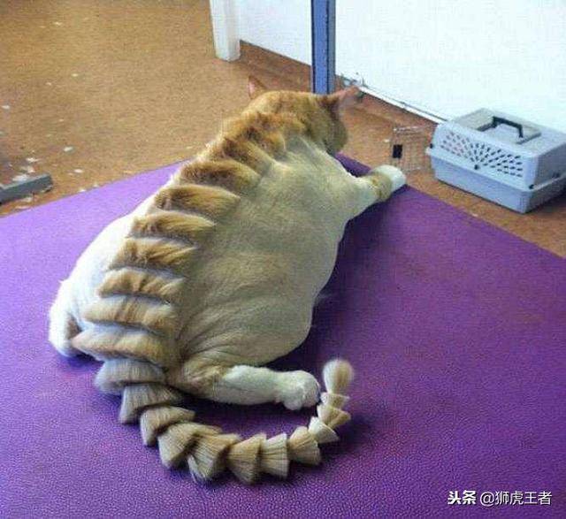 寵物被剃毛後，一個比一個慘！這些主人太有才了，你能忍住不笑嗎