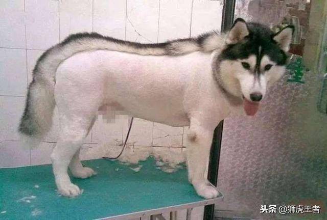 寵物被剃毛後，一個比一個慘！這些主人太有才了，你能忍住不笑嗎