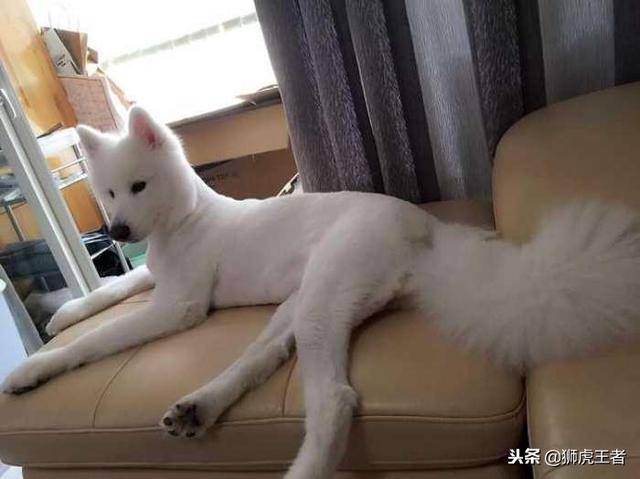 寵物被剃毛後，一個比一個慘！這些主人太有才了，你能忍住不笑嗎