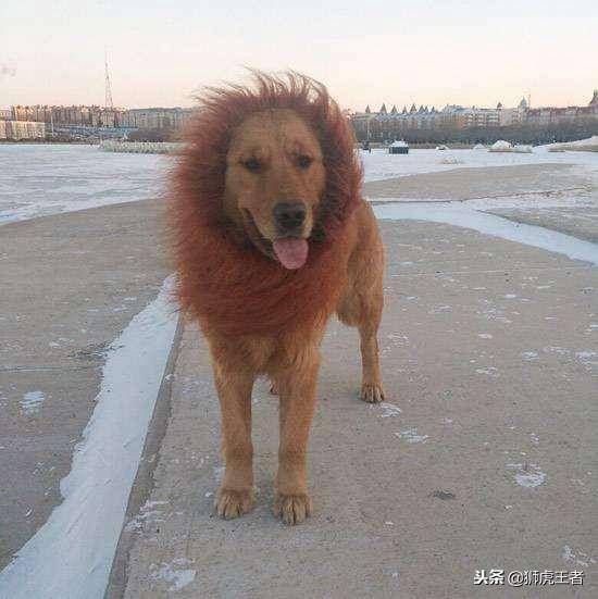 寵物被剃毛後，一個比一個慘！這些主人太有才了，你能忍住不笑嗎