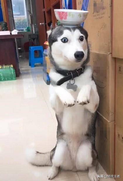 二哈做錯事被罰站，看到它頭上的東西時我笑了！二哈：誰動誰是狗