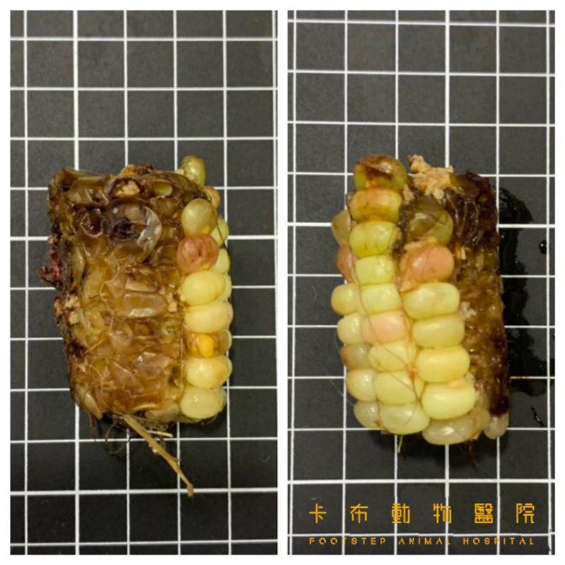 狗狗貪吃誤食無法消化 開刀竟取出「完整玉米梗」 - Yahoo奇摩新聞