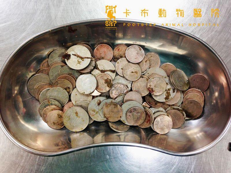 狗狗貪吃誤食無法消化 開刀竟取出「完整玉米梗」 - Yahoo奇摩新聞