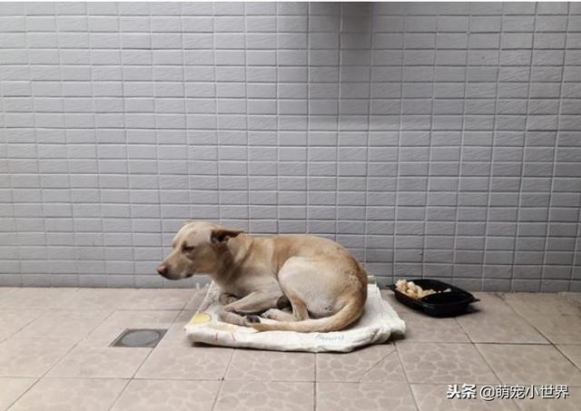 不知自己被丟棄，忠犬坐守原地等半年，看到人還會來討摸摸