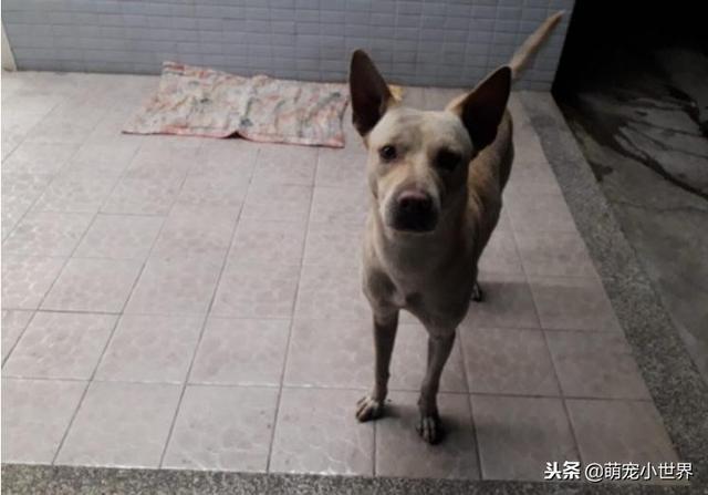 不知自己被丟棄，忠犬坐守原地等半年，看到人還會來討摸摸