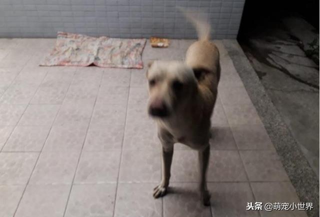 不知自己被丟棄，忠犬坐守原地等半年，看到人還會來討摸摸