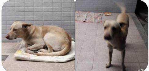 不知自己被丟棄，忠犬坐守原地等半年，看到人還會來討摸摸