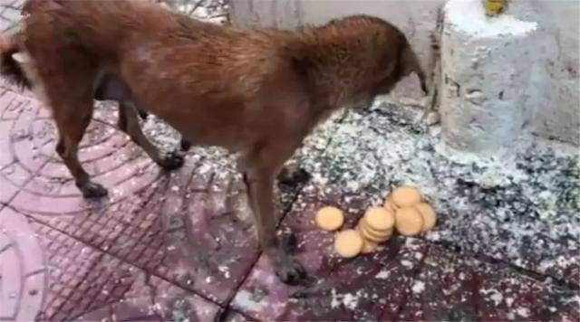 流浪狗母親跟隨路人，乞求發善心救助幼犬，眾人合力為它建新家！